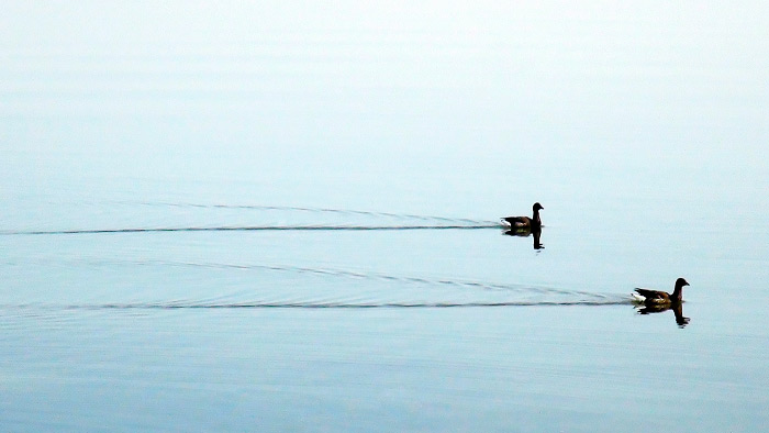 Ringelg&auml;nse am Anleger