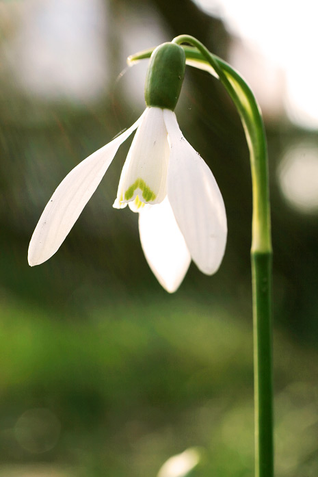 Schneegl&ouml;ckchen