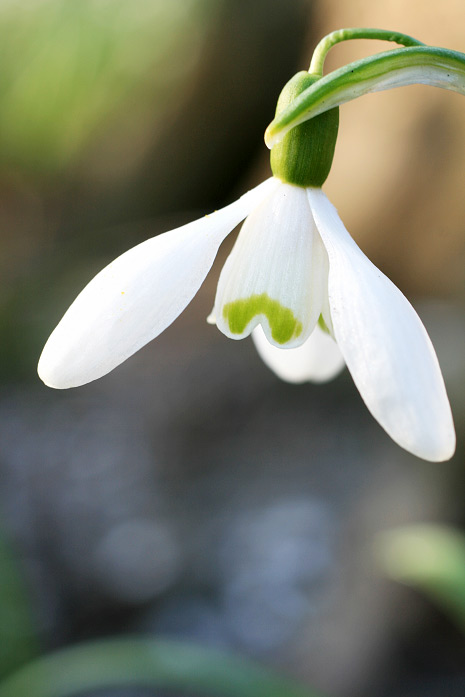 Schneegl&ouml;ckchen