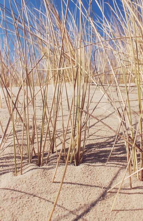 Dünengras in den Weißdünen