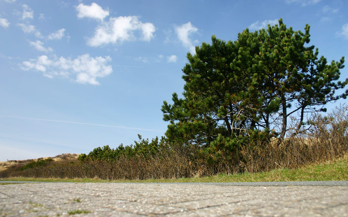 Kiefern an der Westenstra&szlig;e