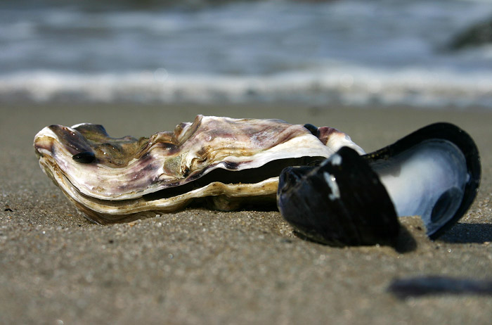 Auster und Miesmuschel