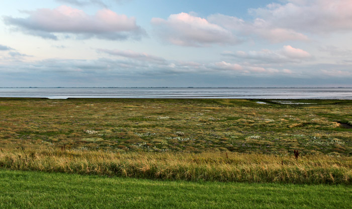 Blick aufs Deichvorland mit Salzwiesen