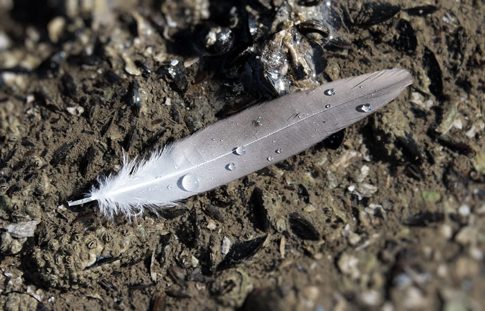 Feder eines Seevogels