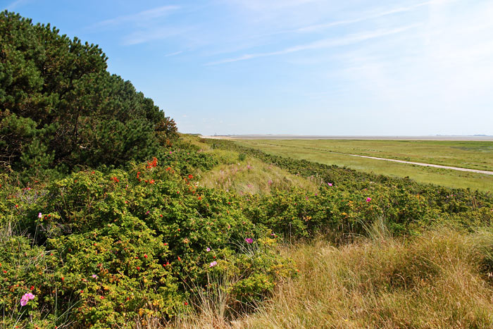 Ostau&szlig;engroden und Ostd&uuml;nen