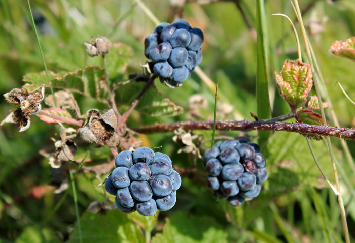 Brombeeren in den Ostd&uuml;nen