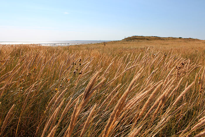 Neu entstehende D&uuml;nen im Osten