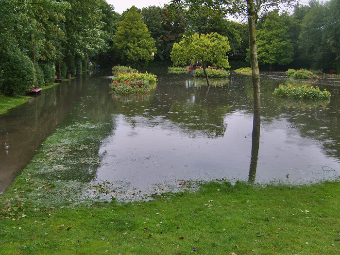 Vollgelaufener Rosengarten