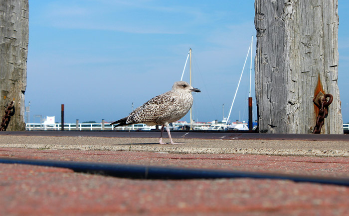 Jungm&ouml;we am Anleger