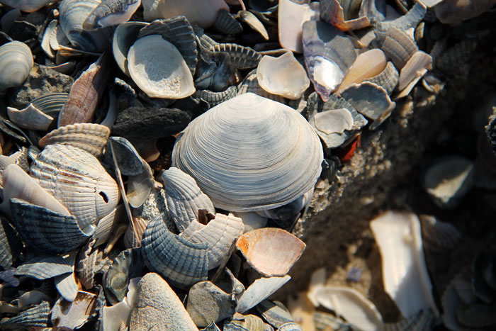 Muschelschalen am Weststrand