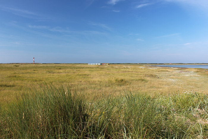 Salzwiesenlandschaft im Westau&szlig;engroden