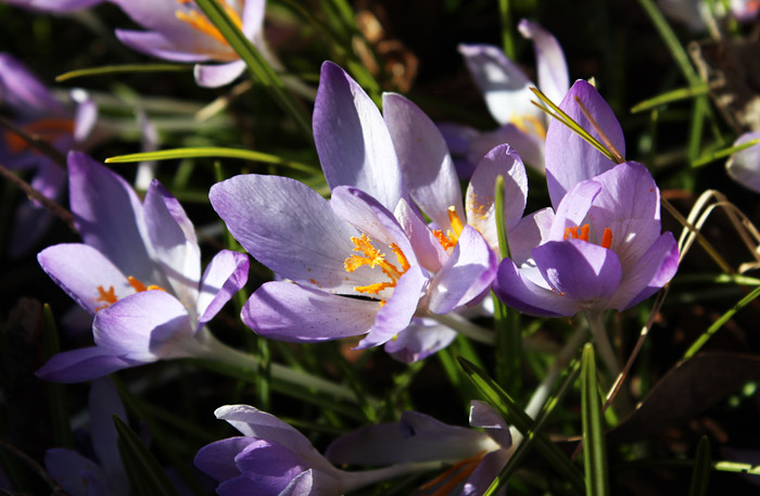 Lila Krokusse