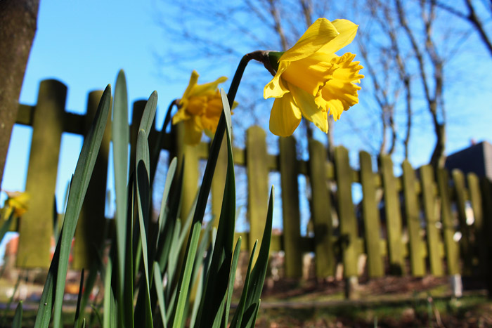 Osterglocken neben dem Rosenhaus
