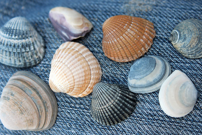 Verschiedene Muschelschalen
