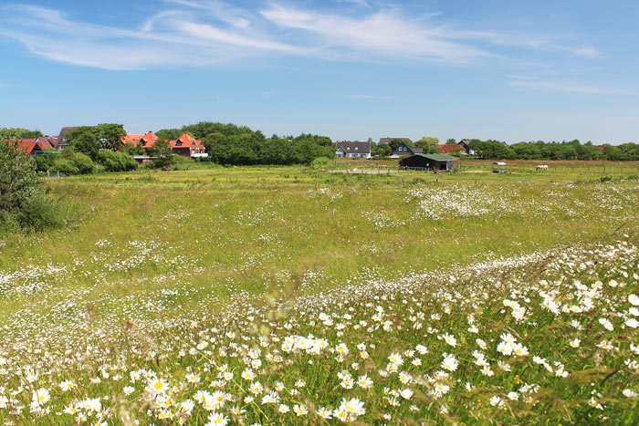 Margeriten auf dem Deich