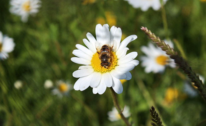 Honigbiene beim Pollensammeln