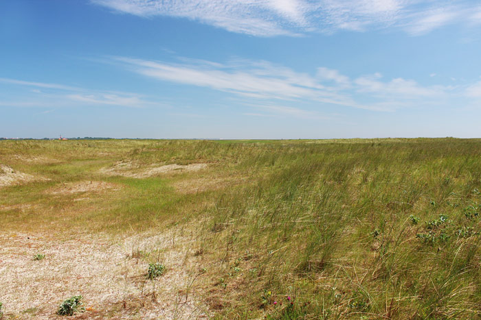 Naturschutzgebiet am Harle Hörn