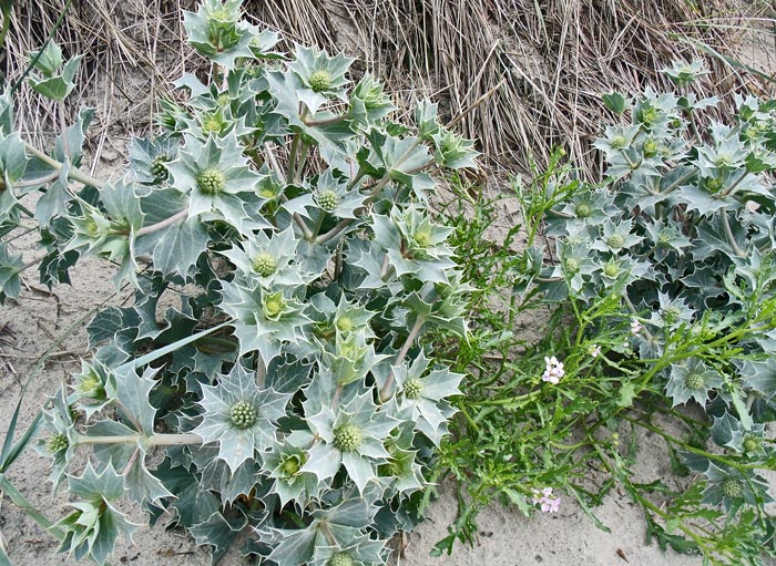 Eryngium maritimum