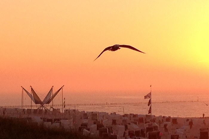 Vorbeifliegende M&ouml;we