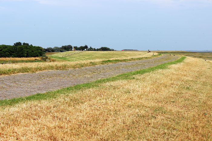 Trockenes Gras auf dem Dorfgrodendeich