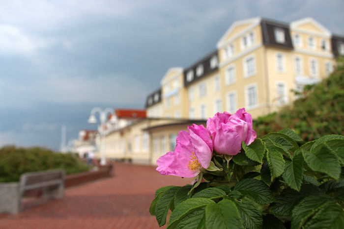 Kartoffelrosen am D&uuml;nenbakenh&uuml;gel