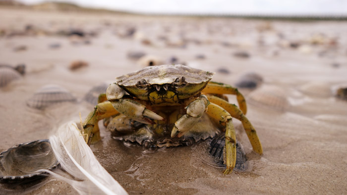 Gemeine Strandkrabben bei der Paarung
