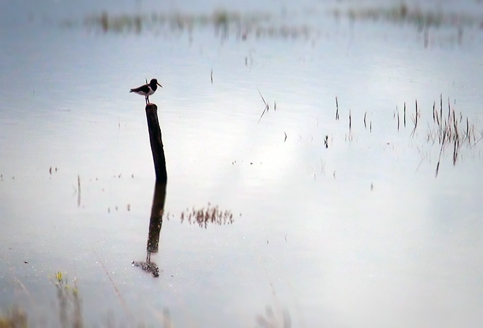 Rastender Austernfischer