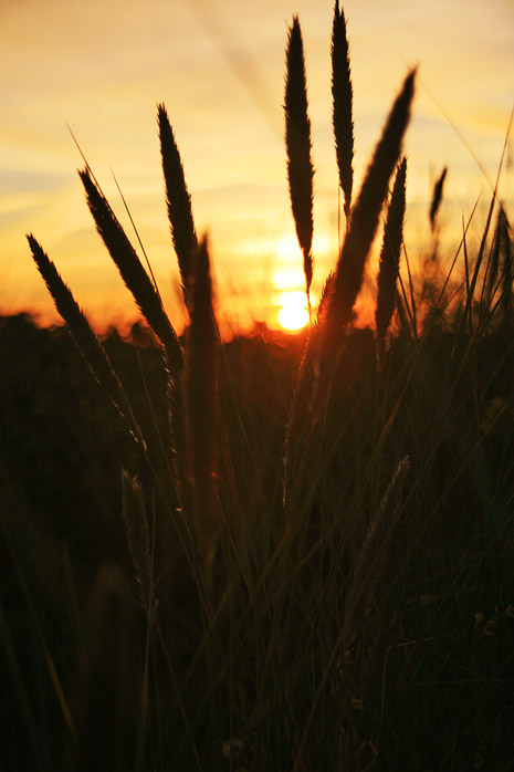 Sonnenuntergang in den Dünen