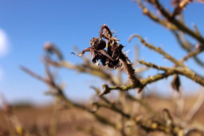 Hagebutte der Kartoffelrose