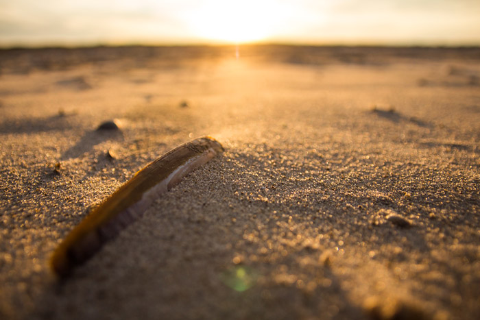 Schale der Schwertmuschel