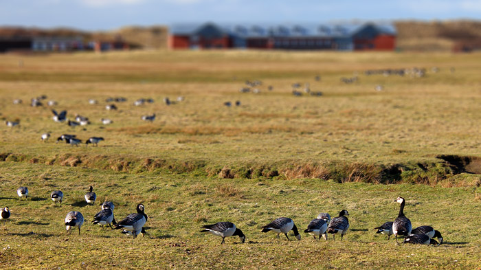 Rastende Nonneng&auml;nse
