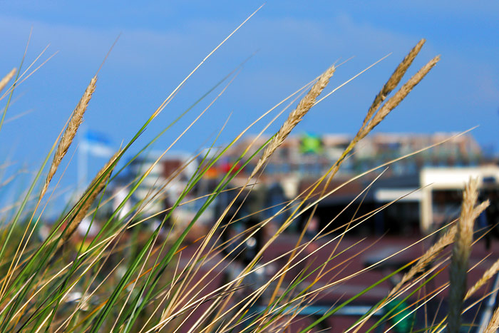 Strandhafer an der Strandpromenade
