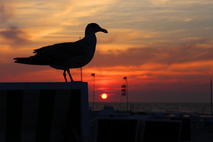 Abendliche M&ouml;wensilhouette