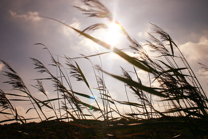 Schilfgras im Gegenlicht