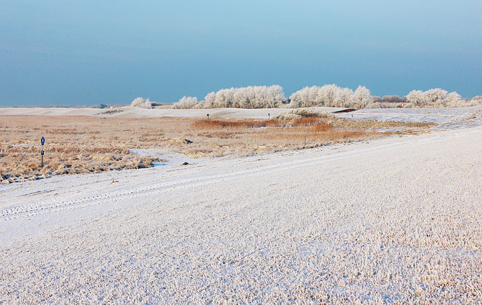Salzwiesen nahe des Deichscharts