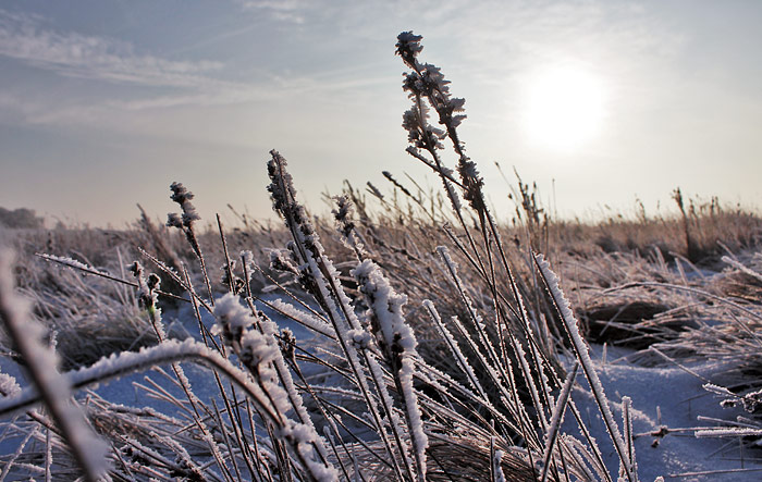 Reif auf den Salzwiesen-Gr&auml;sern