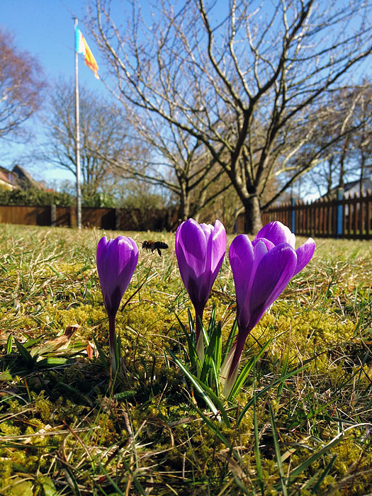 Lila Krokusse