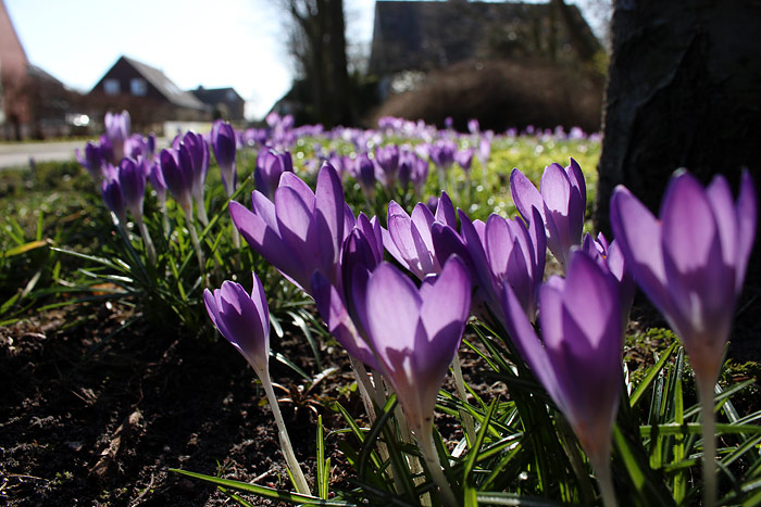 Krokusse an der Christian-Jan&szlig;en-Stra&szlig;e