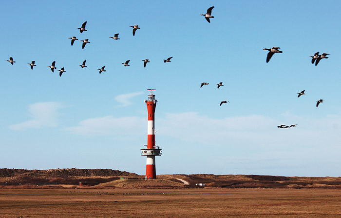 Vorbeifliegende Nonneng&auml;nse