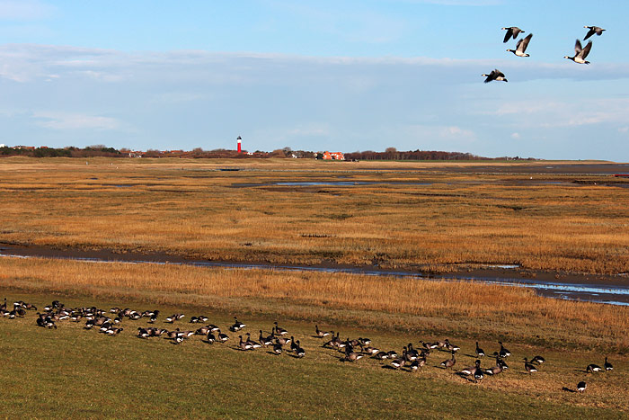 G&auml;nse im Westau&szlig;engroden