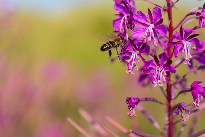Bienenbesuch am Weidenr&ouml;schen