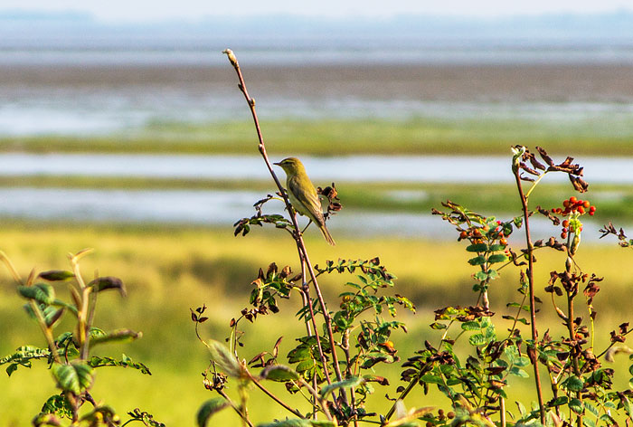Englische Schafstelze