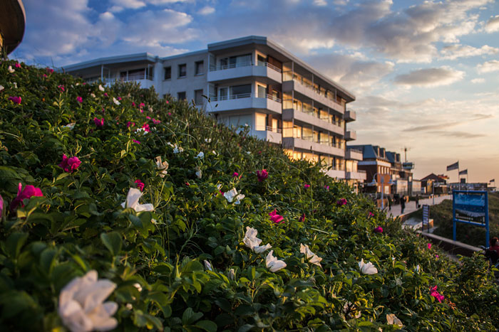 Kartoffelrosen auf dem D&uuml;nenbakenh&uuml;gel
