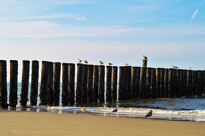 Pfahlbuhne bei Niedrigwasser