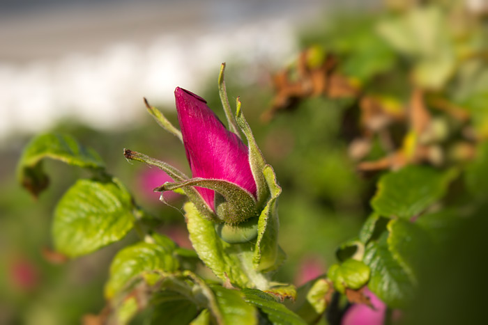 Bl&uuml;te der Kartoffelrose