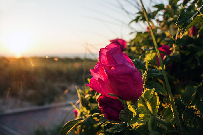 Bl&uuml;te der Kartoffelrose im Gegenlicht