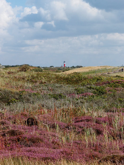 Heided&uuml;nen am Deich