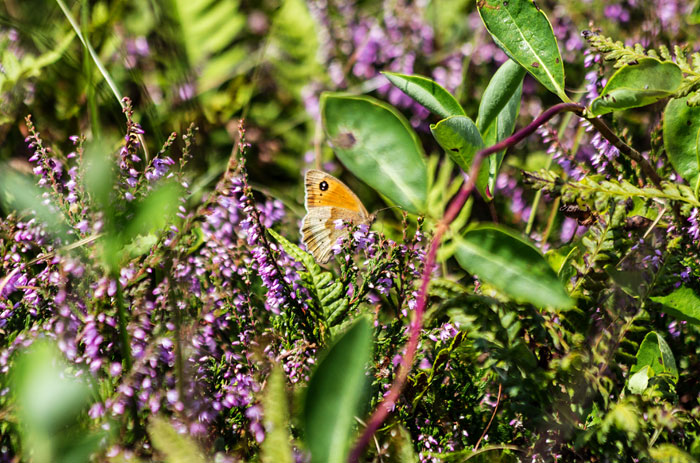 Gro&szlig;es Ochsenauge