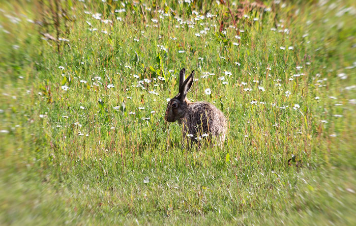 Feldhase am Deich