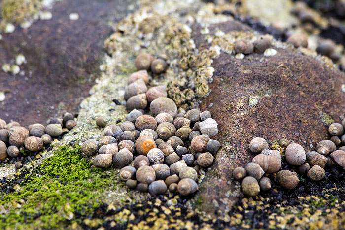 Strandschnecken an der Buhne